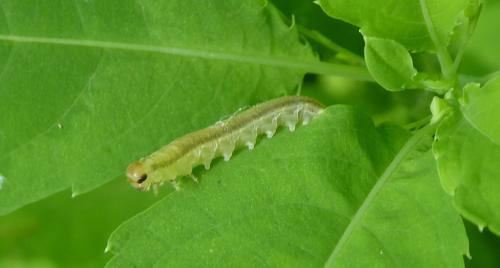Réf. 246 706 : Pachyprotasis rapae